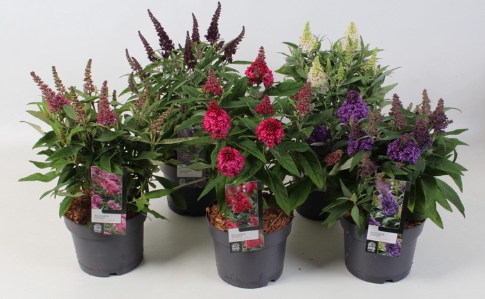 <h4>Buddleja Buddleja</h4>