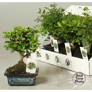 BONSAI GEM