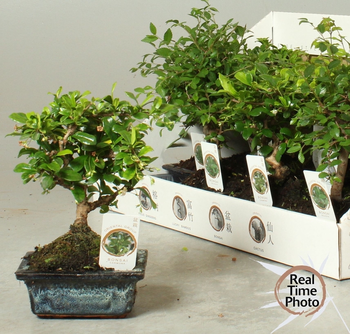 <h4>BONSAI GEM</h4>