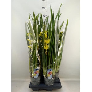 Cymbidium   ...