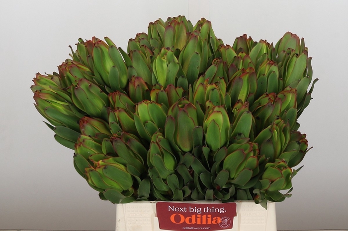 <h4>LEUCAD LAUREL YELLOW</h4>