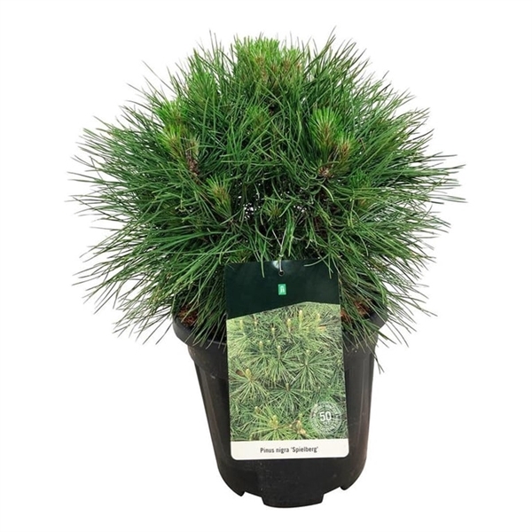 <h4>Pinus nigra 'Spielberg'</h4>
