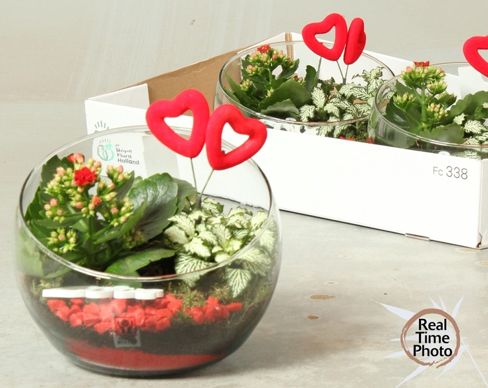 <h4>ARR KAMERPL</h4>