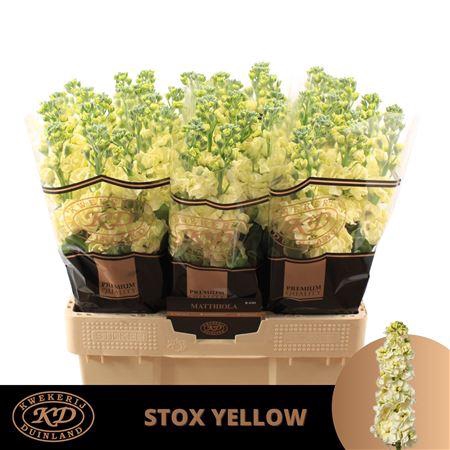 <h4>Matth Stox Yellow</h4>