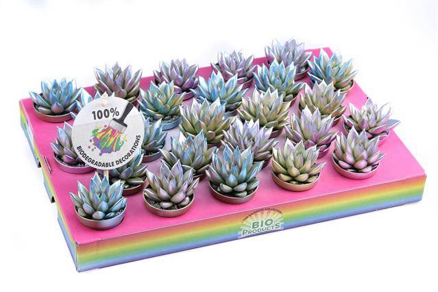 <h4>ECHEVERIA METALLIC CHAMELEON P5.5</h4>