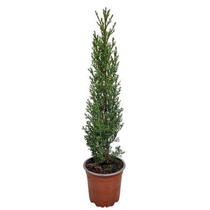 Cupressus Sempervirens Totem