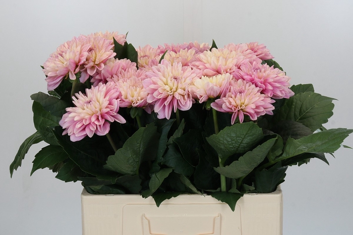 Dahlia Strawberry Ice