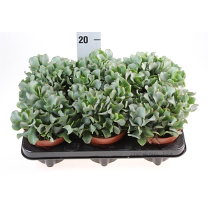 Crassula arborescens