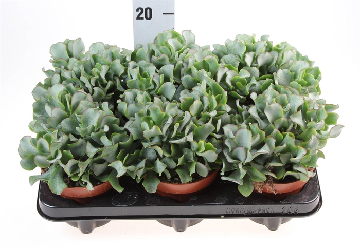 <h4>Crassula arborescens</h4>
