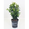 arr8 Buxu Sempervirens