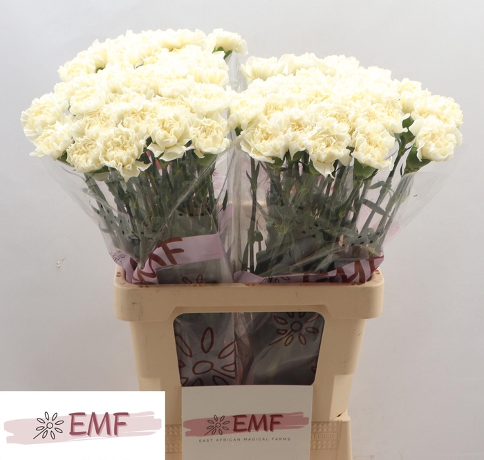 <h4>DI ST WHITE LIBERTY</h4>