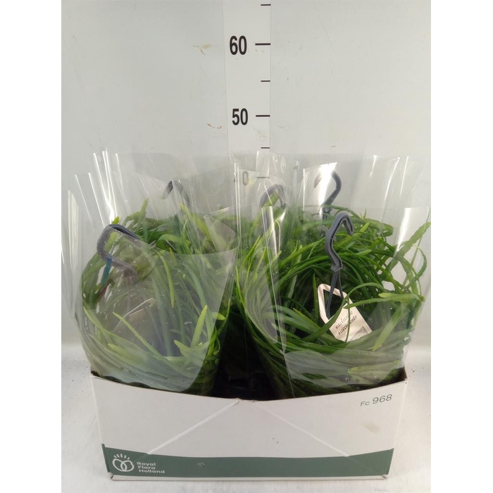 <h4>Rhipsalis   ...</h4>