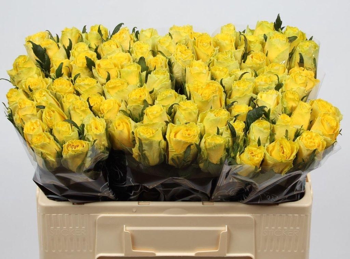 <h4>Rosa large good times</h4>