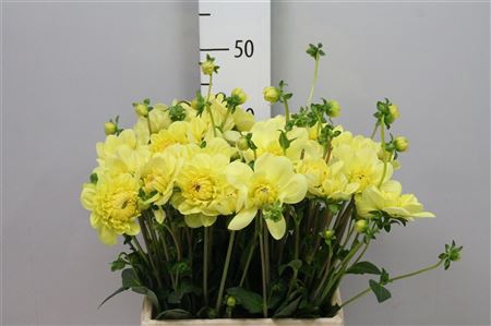 <h4>Dahl Glorie Van Heemstede</h4>