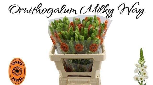 <h4>ORNIT THY MILKY WAY</h4>