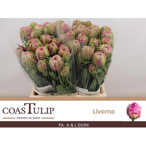 TU DUB LIVORNO TU DU LIVORNO