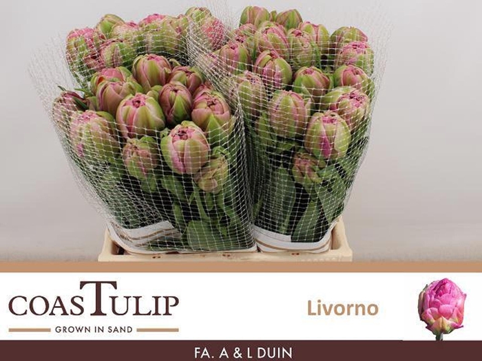 <h4>TU DUB LIVORNO TU DU LIVORNO</h4>