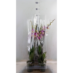 Phalaenopsis   ...rose