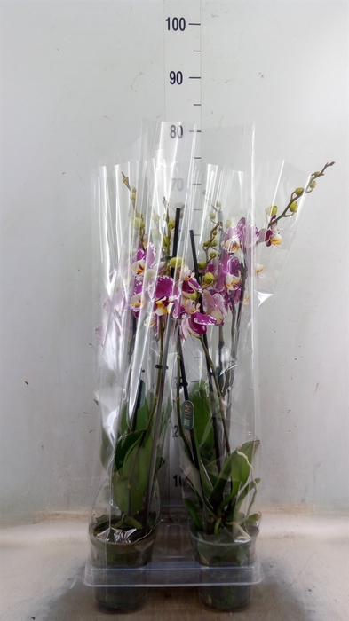<h4>Phalaenopsis   ...rose</h4>