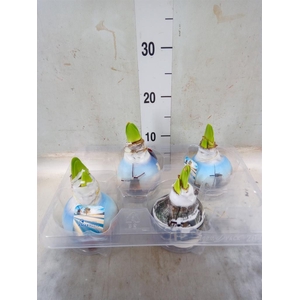 Hippeastrum   ...waxed