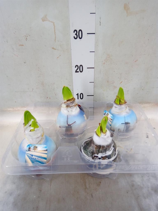 <h4>Hippeastrum   ...waxed</h4>