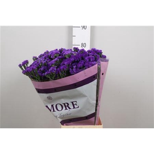 Lim S Navy Sun Birds