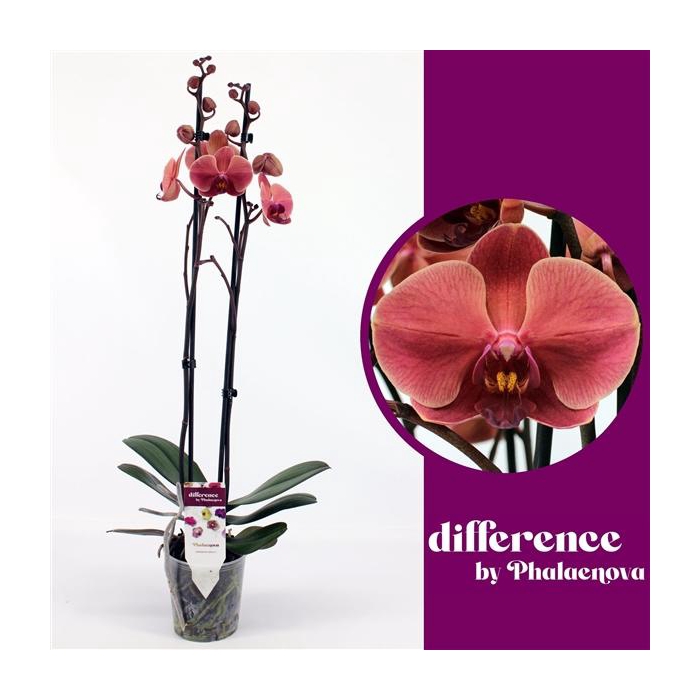 <h4>October Forest 2-tak 60cm (GROEN)</h4>