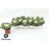 Brassica (sierkool)