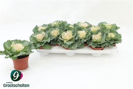 Brassica (sierkool)