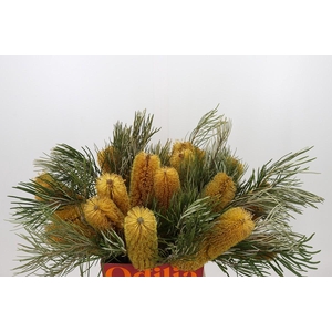 Banksia Collina