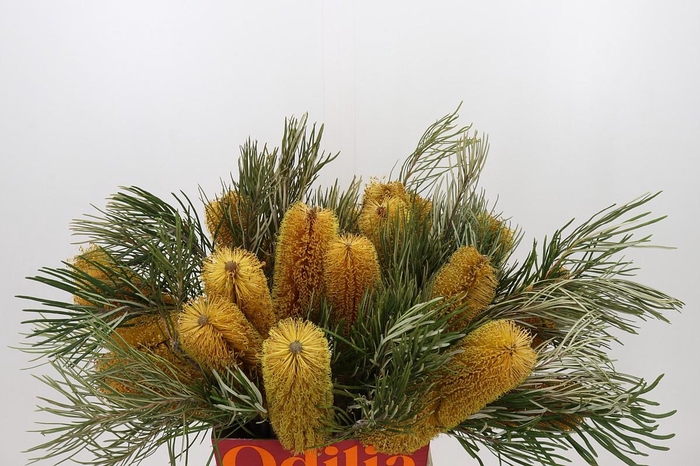 <h4>Banksia Collina</h4>