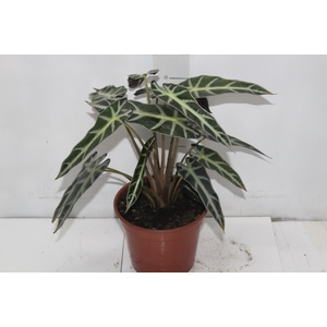 ALOCASIA PICOLLINI P17