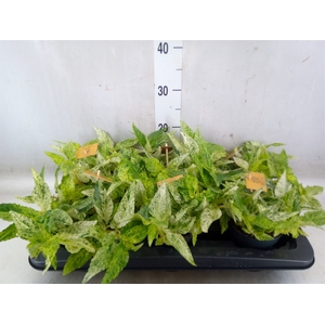 Pellionia repens