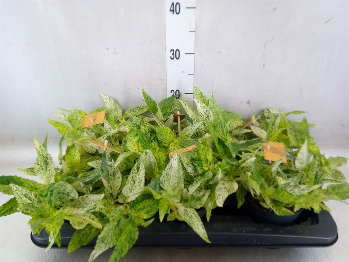 <h4>Pellionia repens</h4>