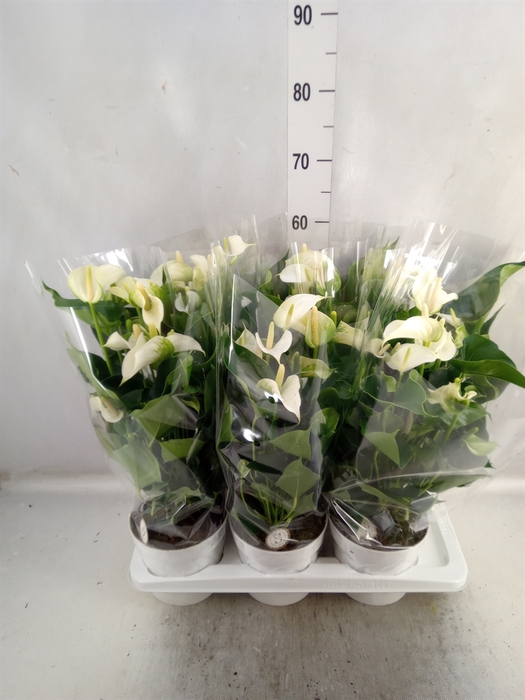 <h4>Anthurium andr. 'White Champion'</h4>