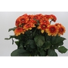 Dahlia American Sunset