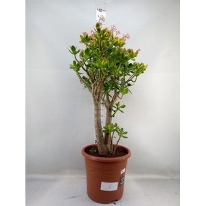 Crassula ovata 'Hobbit'