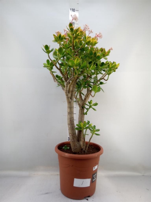 <h4>Crassula ovata 'Hobbit'</h4>