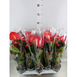 Anthurium andr. 'Karma Red'