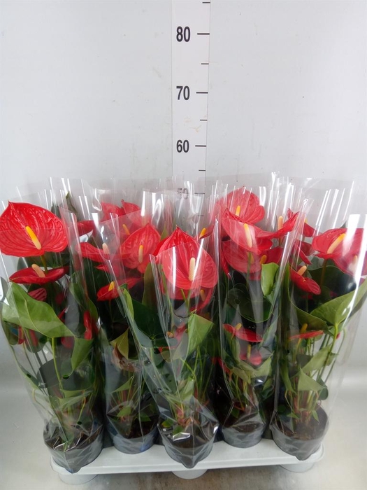 <h4>Anthurium andr. 'Karma Red'</h4>