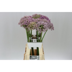 Allium Pink Jewel
