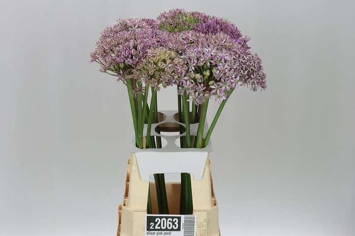 <h4>Allium Pink Jewel</h4>
