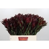 Leucadendron Saf Sunset Dark Red