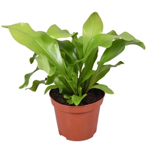 Asplenium Nidus