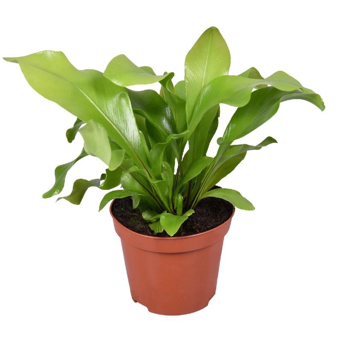 <h4>Asplenium Nidus</h4>