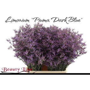 LIM PIUMA DARK BLUE