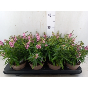 Angelonia  'Serena Lavender'