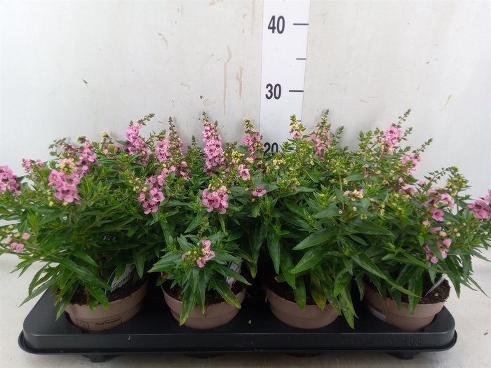 <h4>Angelonia  'Serena Lavender'</h4>