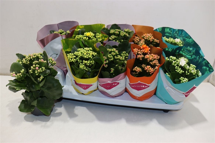 <h4>Kalanchoe Double Deluxe Mix</h4>