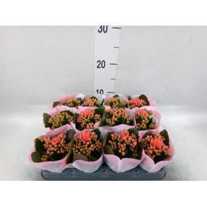 Kalanchoe blos.   ..rosebud